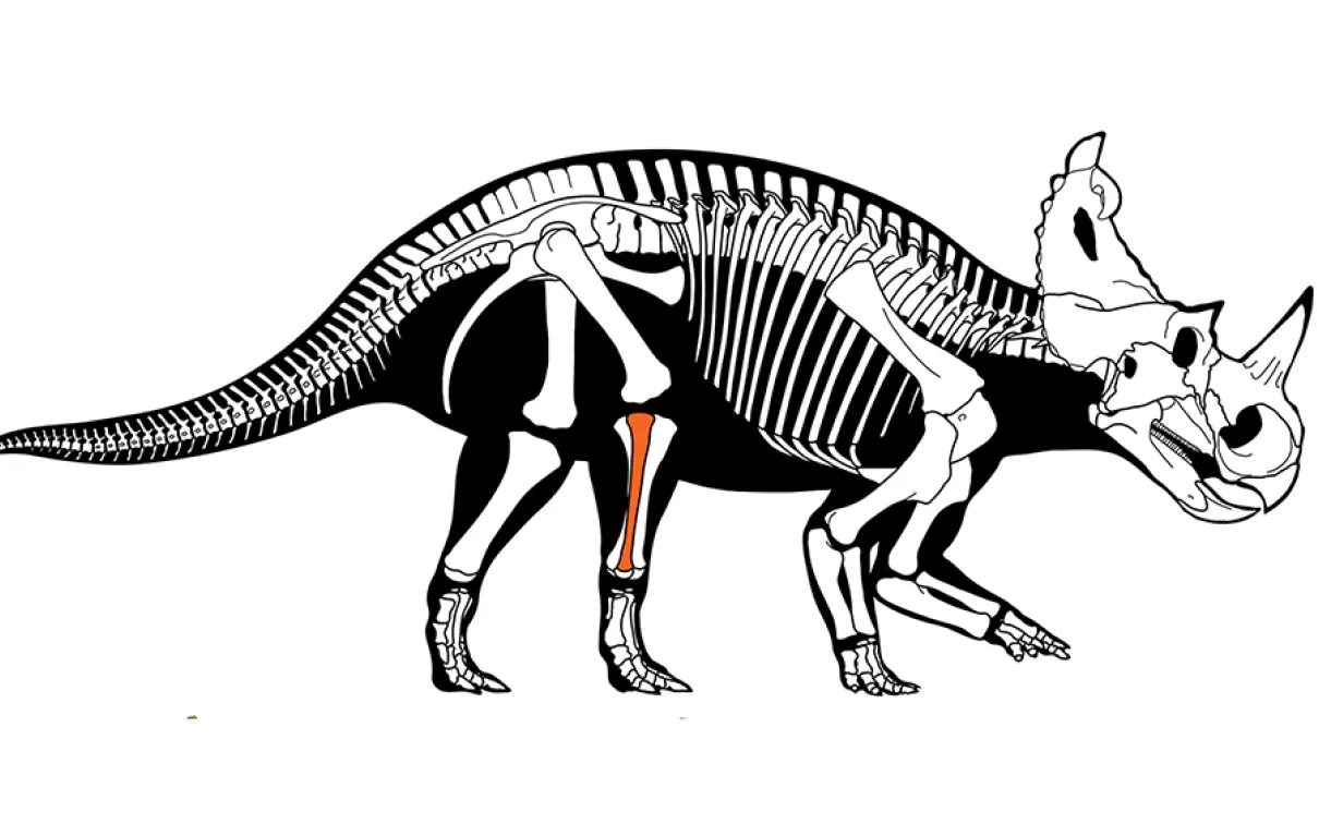 Illustration d'un squelette de dinosaure.