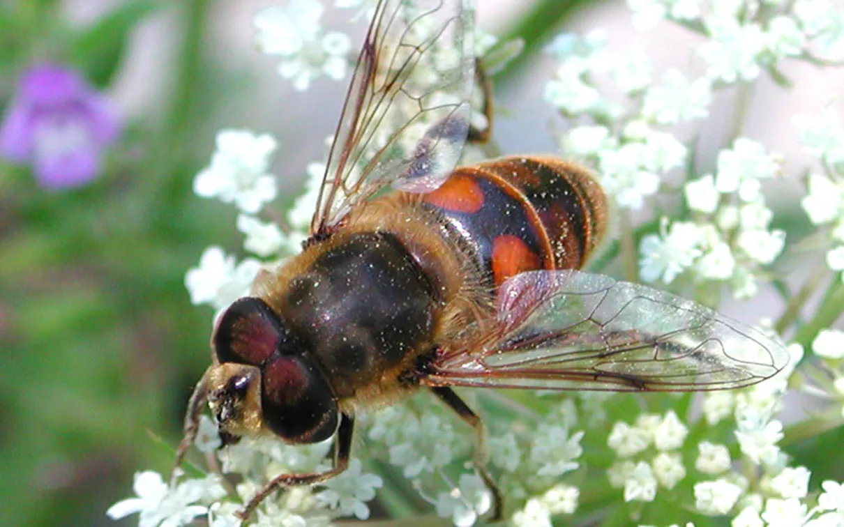 Le drone commun vole.