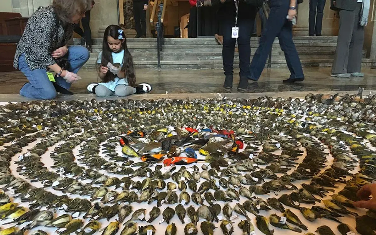 Installation FLAP au ROM pour attirer l'attention sur la mortalité des oiseaux en milieu urbain.