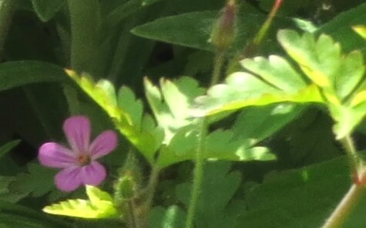 Les fleurs et les fruits en développement de Herb-Robert.