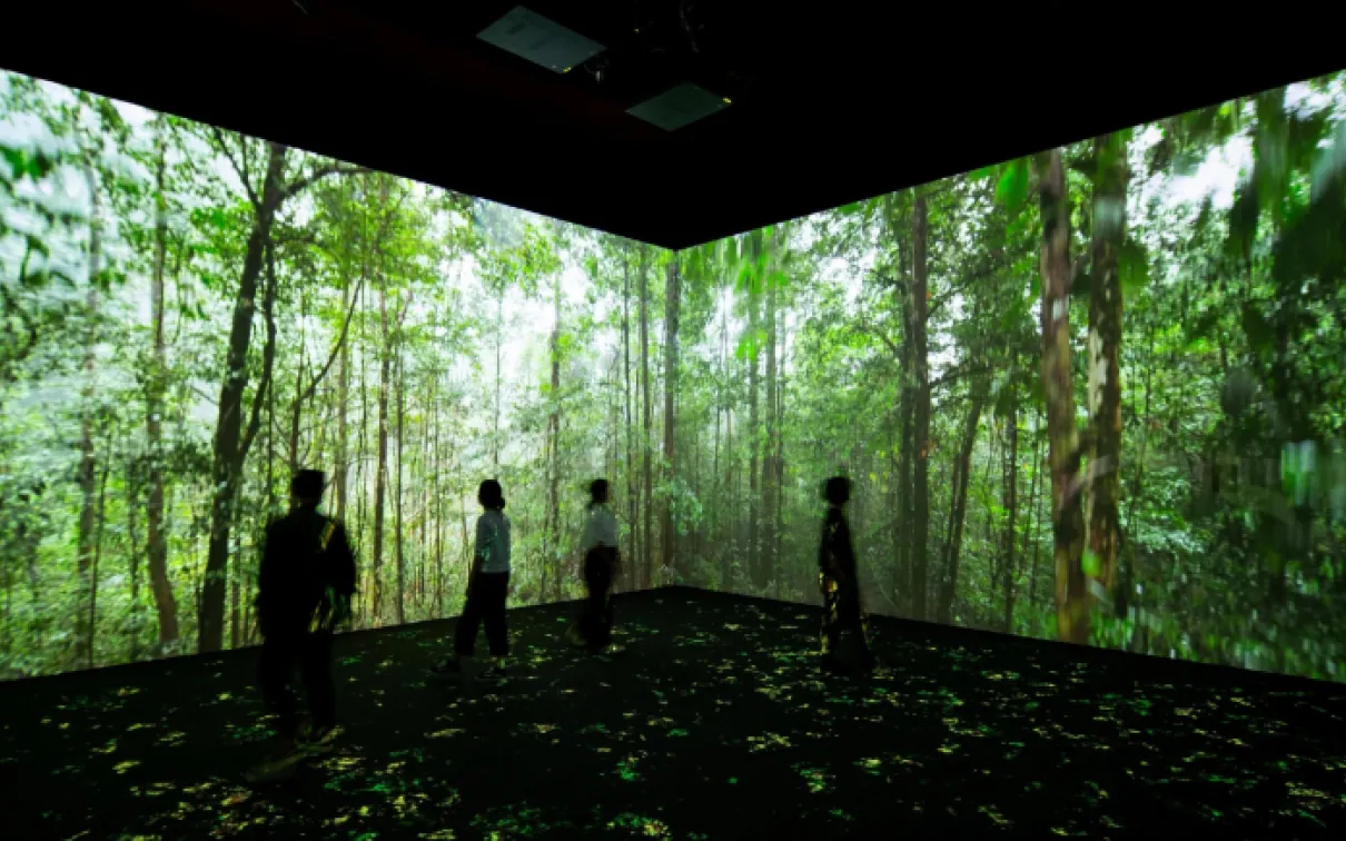 A double screen showing a forest setting