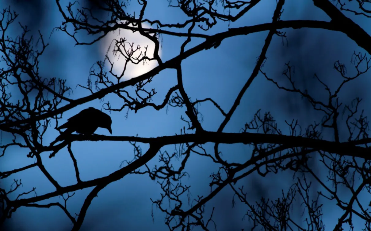 Crow