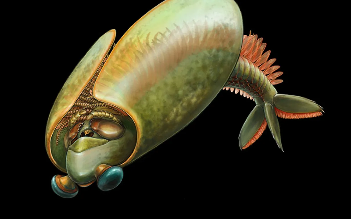 A greenish-brown Nautilus shell with a ridged tail fin and small, round eyes on stalks.