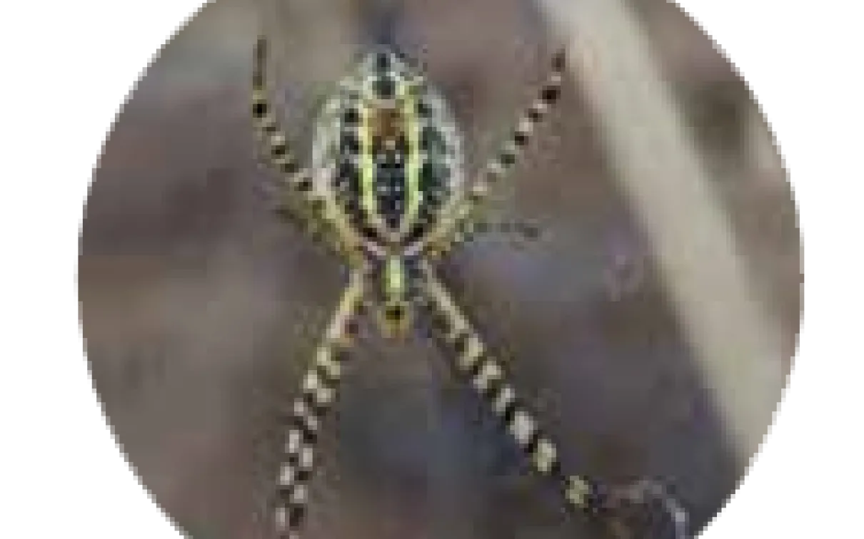 Les araignées dans notre jardin