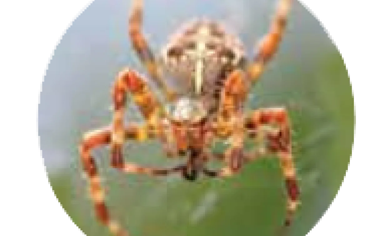 Les araignées dans notre jardin