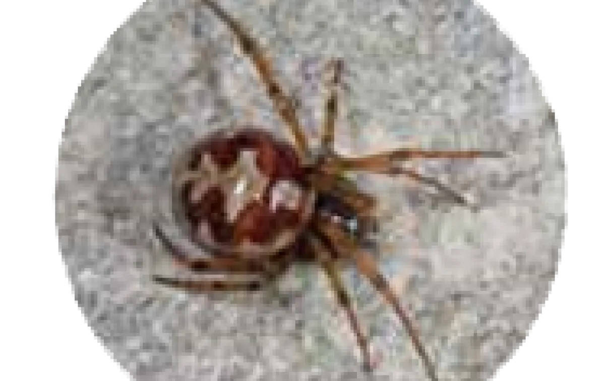 Les araignées dans notre jardin