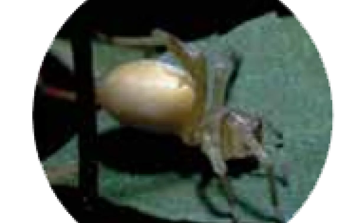 Les araignées dans notre jardin