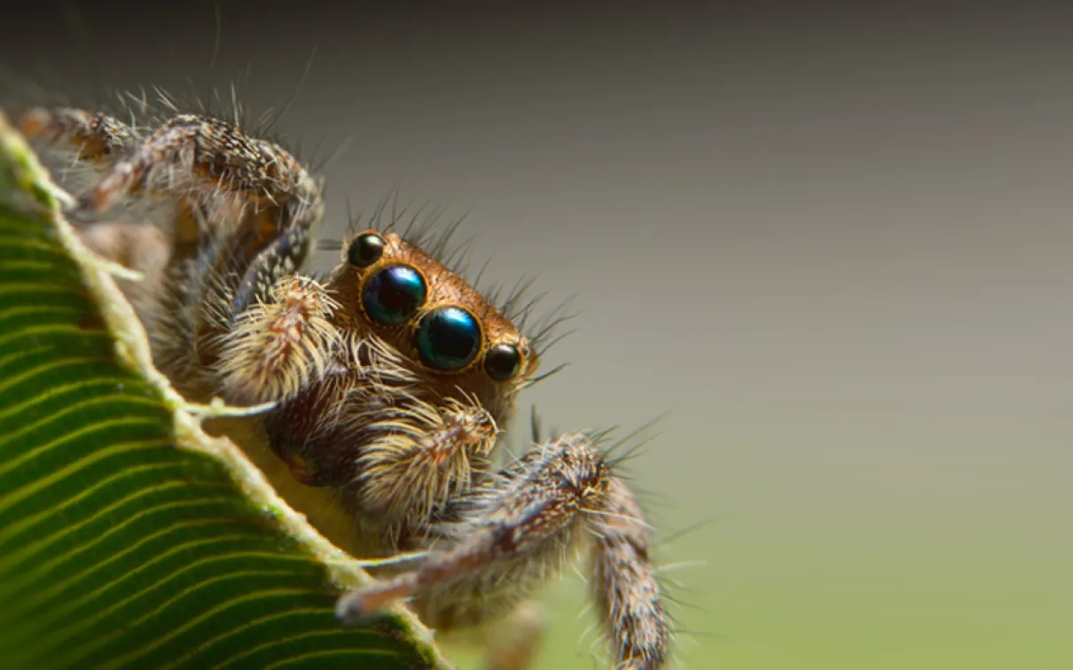 Araignée sauteuse.