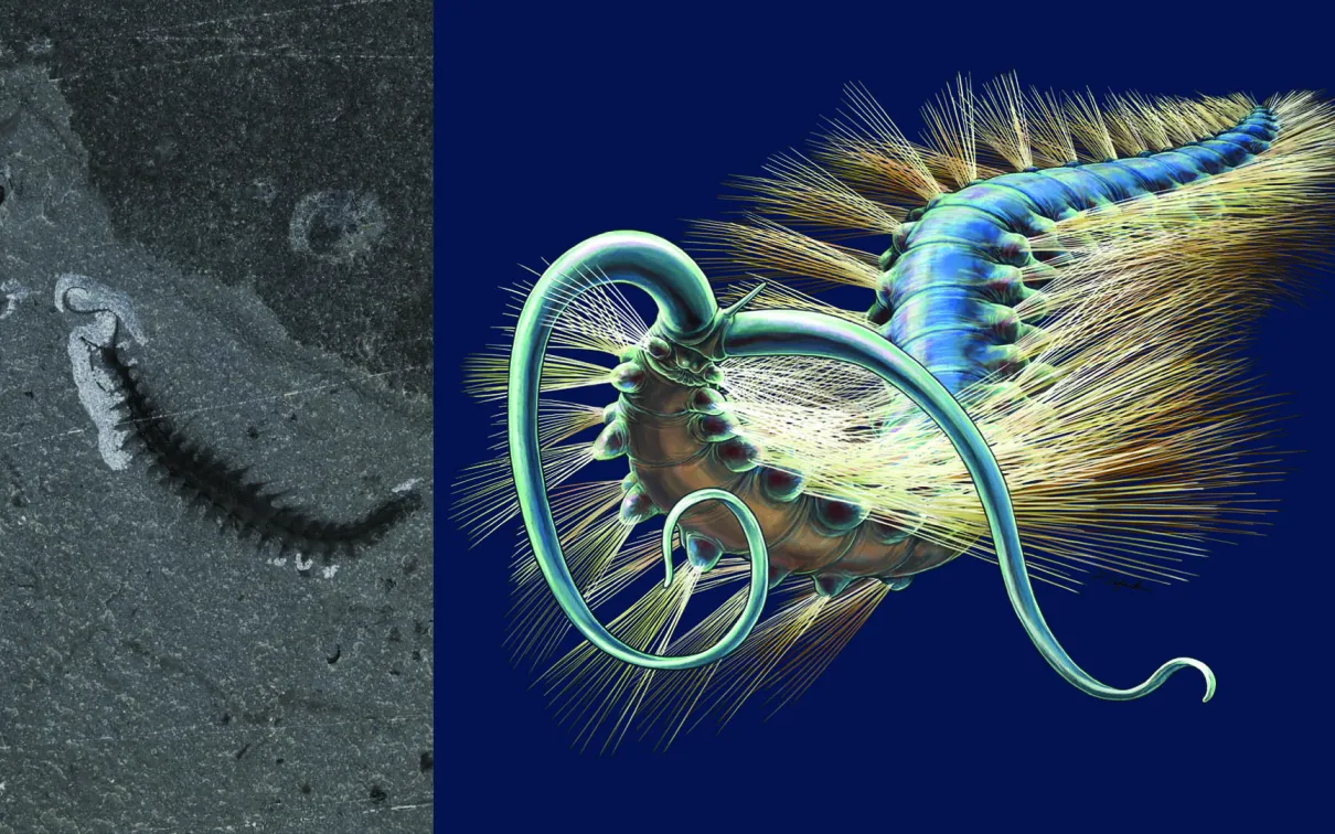 Kootenayscolex barbarensis, is a new species of marine worm which was recently discovered by ROM researchers at the Burgess Shale. This worm used its flexible body and bristles to crawl along the seafloor.