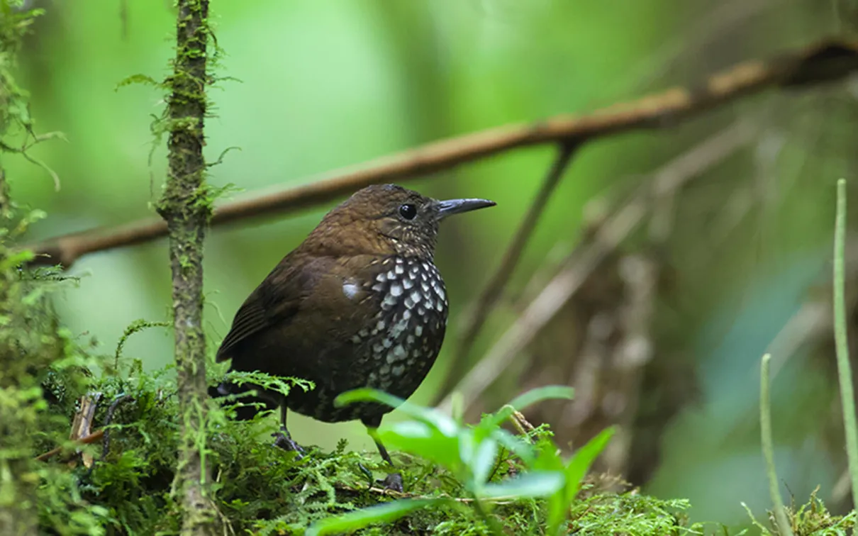 Lochmias nematura, un membre insaisissable du groupe des passereaux suboscins. Photographie de Mark Peck