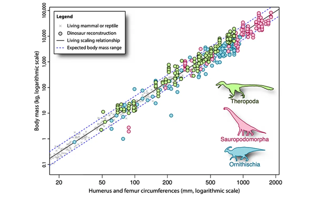 Les masses reconstruites des dinosaures projetées sur la relation entre la circonférence des membres et la masse corporelle des mammifères et des reptiles vivants.