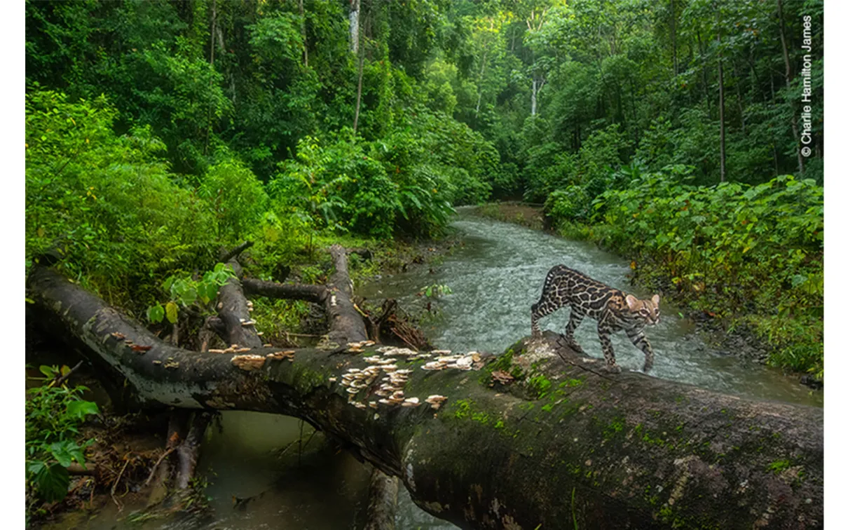 Ocelot sur la route.