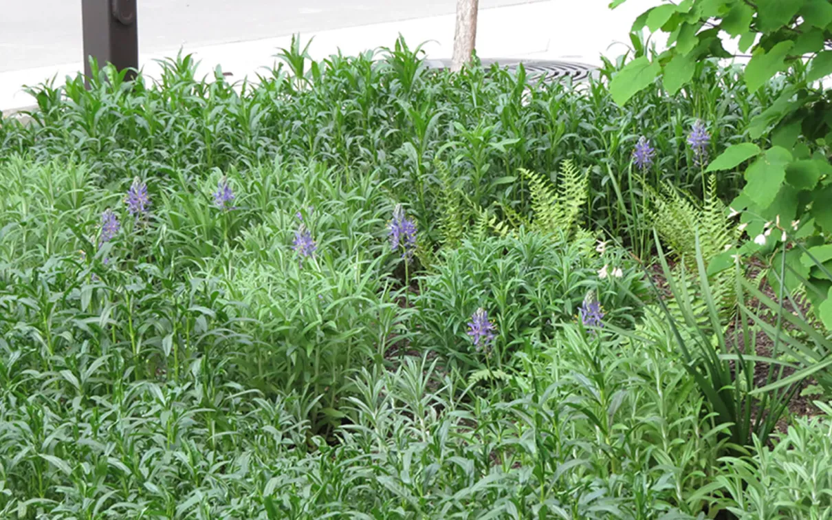 Physostegia virginiana et Anaphalis margaritacea.