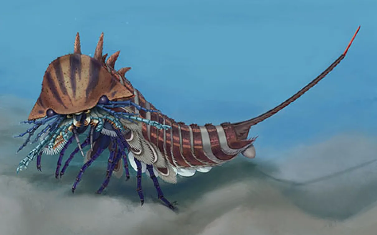 Reconstruction artistique de habelia optata
