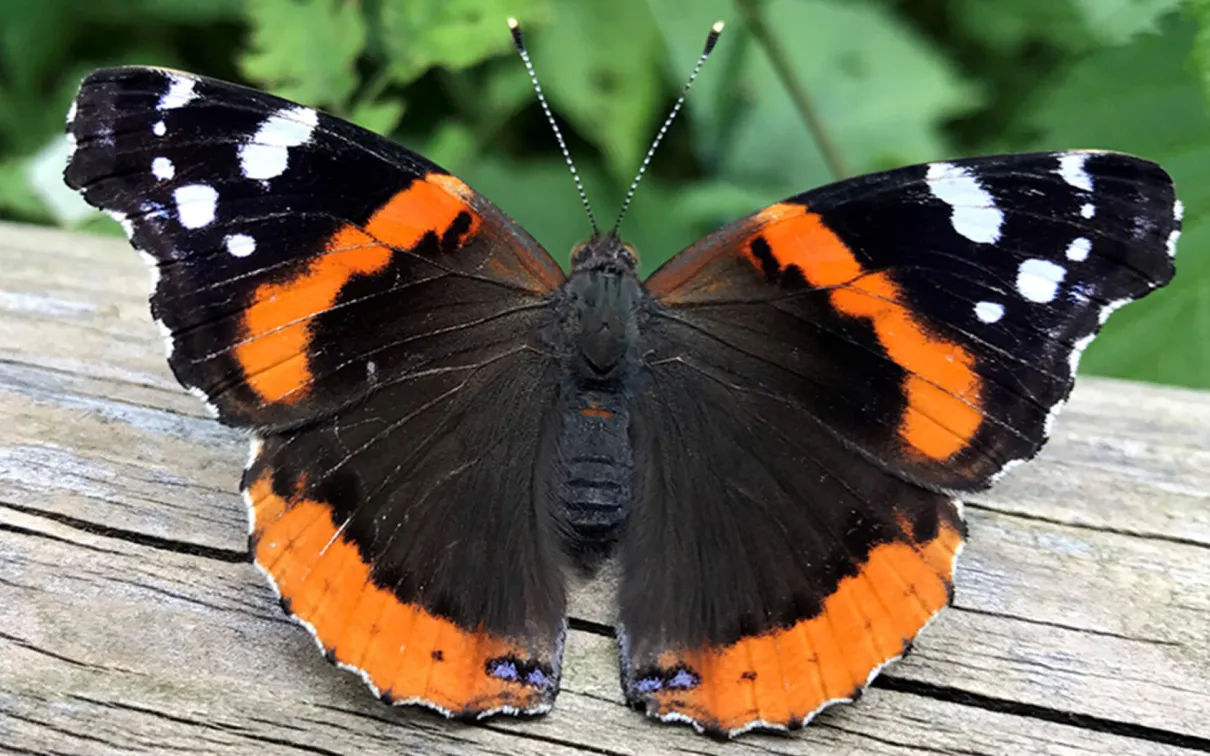 Un papillon amiral rouge.