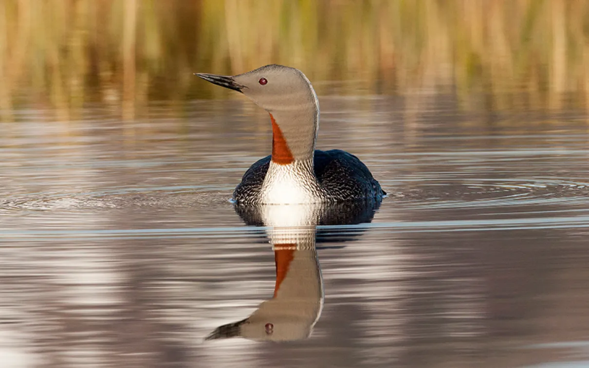 Plongeon catmarin (Gavia stellata)