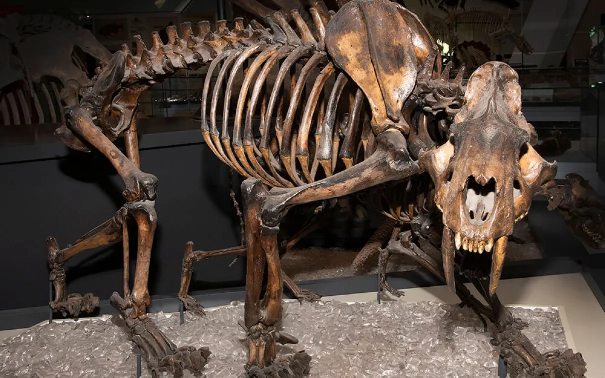 Squelette de chat à dents de sabre exposé au Musée royal de l'Ontario.