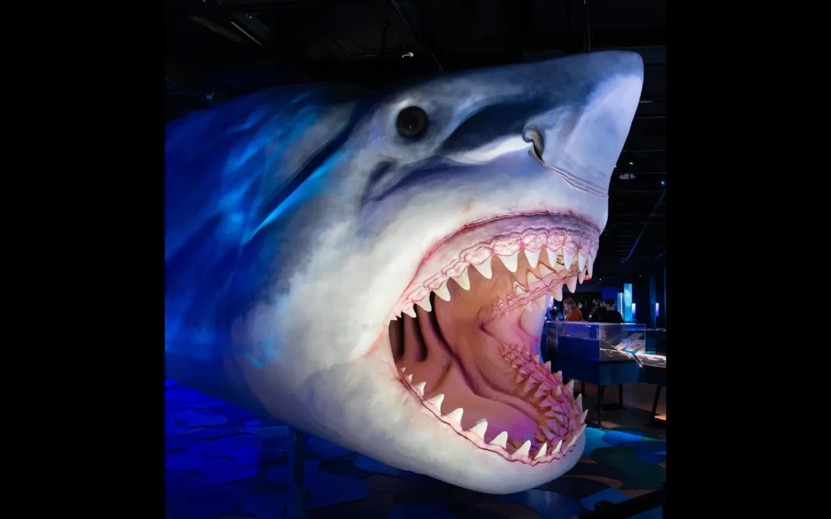 A large model of a shark head with its mouth wide open, showing sharp teeth.