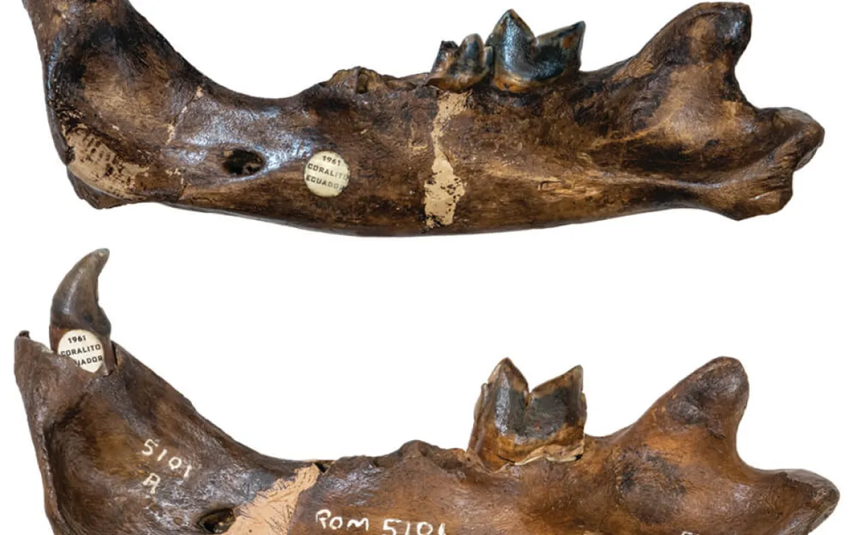 Mâchoires de Smilodon fatalis.