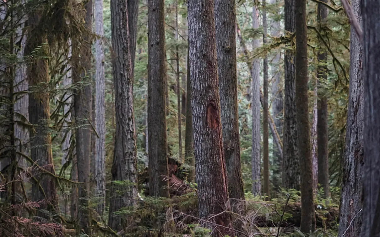 Arbres denses dans la forêt.