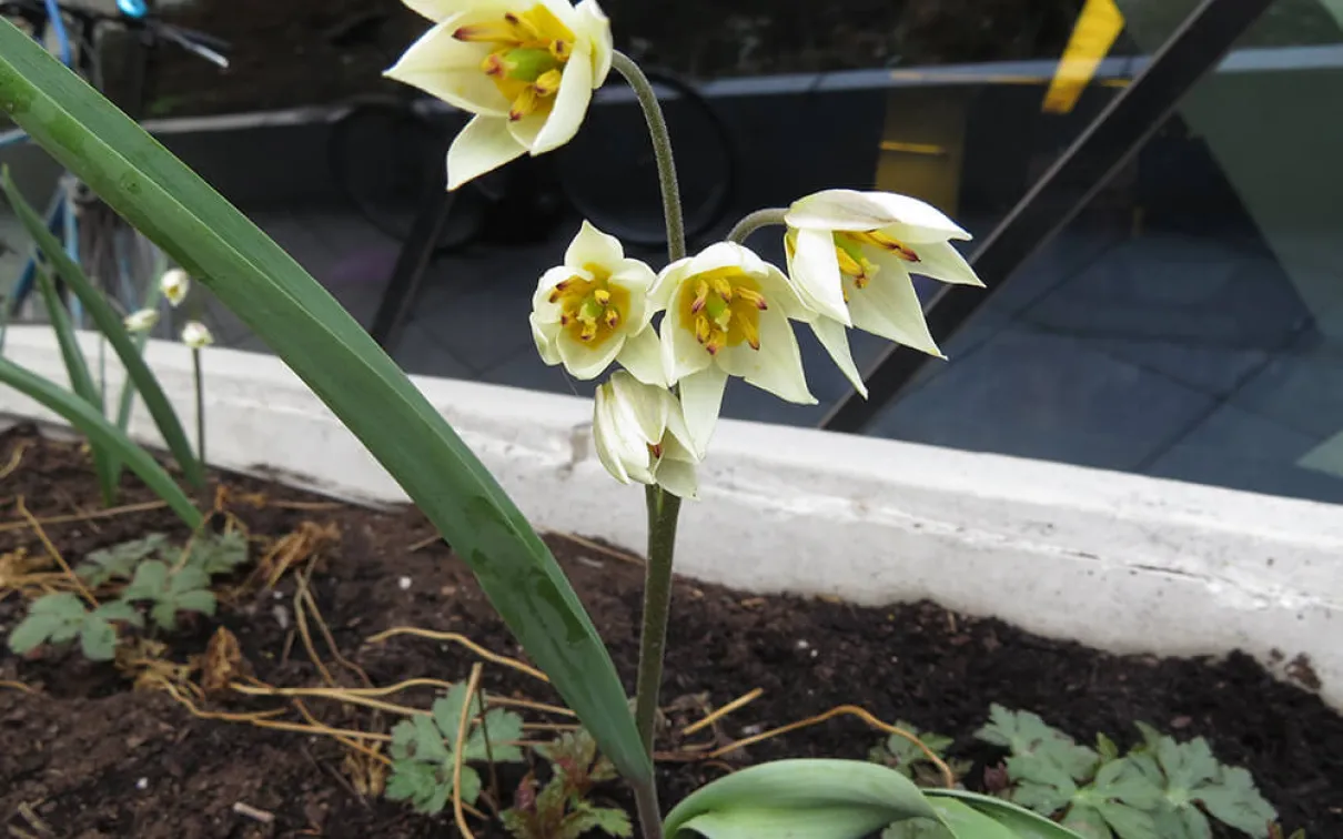 Tulipes jaune pâle dans un parterre de jardin.