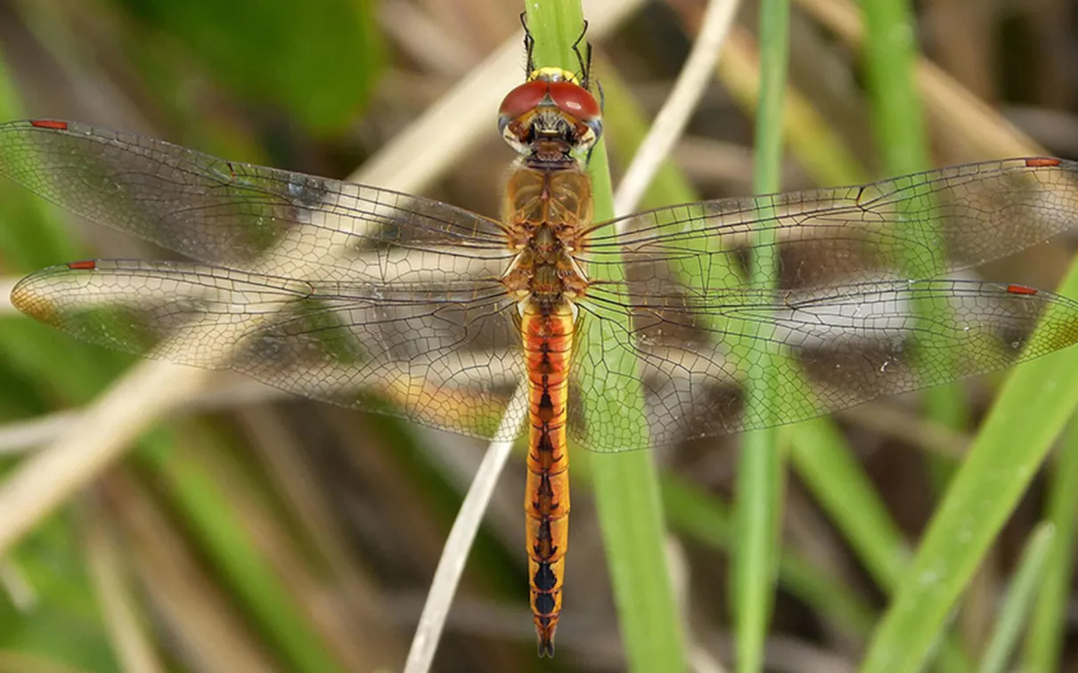 La libellule planeur est connue pour sa migration la plus lointaine dans le monde des insectes.