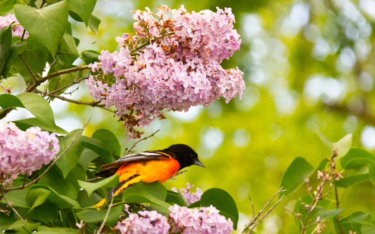 Oiseau perché dans un arbre
