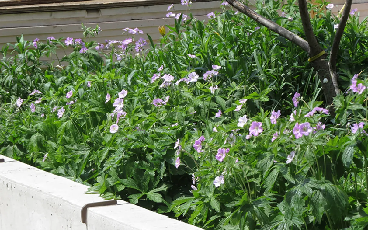 Géraniums sauvages dans un parterre de fleurs.