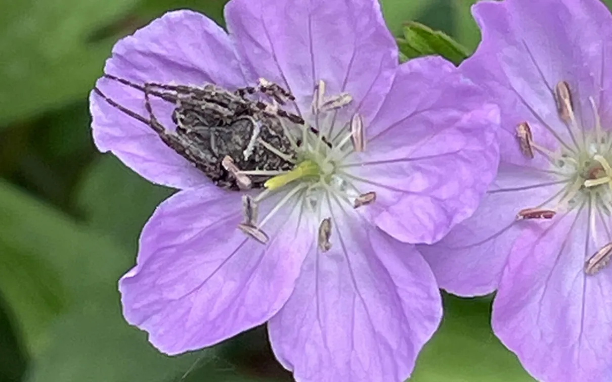 Araignée grise à croix blanche. En regardant de près, on peut voir un fil de soie d'araignée qui part du pétale inférieur gauche du géranium sauvage.