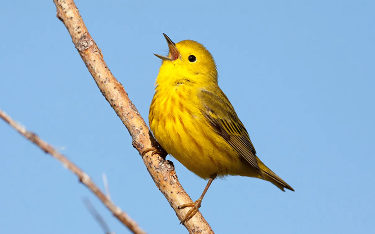 Une paruline jaune qui porte bien son nom.