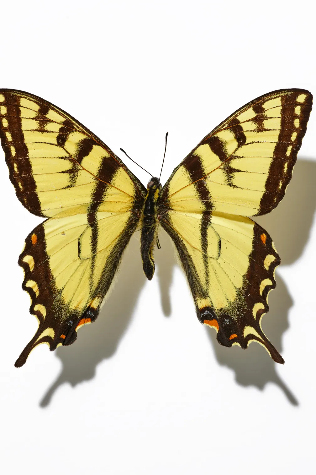 Yellow and black Eastern Tiger Swallowtail butterfly with wings spread on white background.
