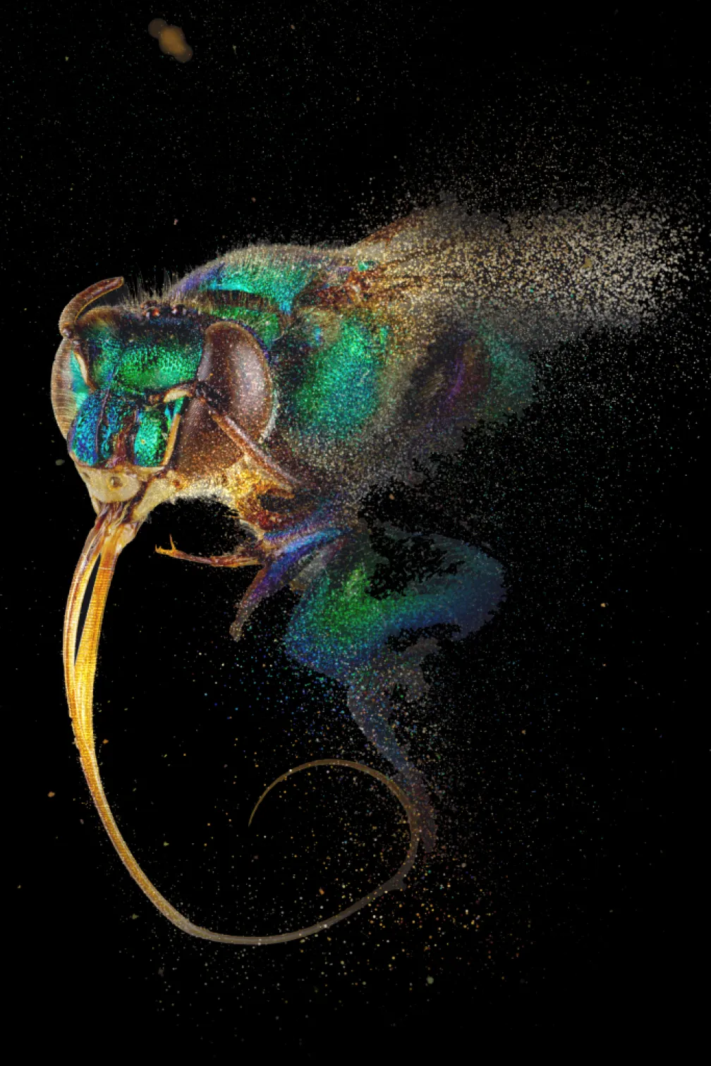 Close-up image of an iridescent green and blue insect head with long curved antennae against a black background.