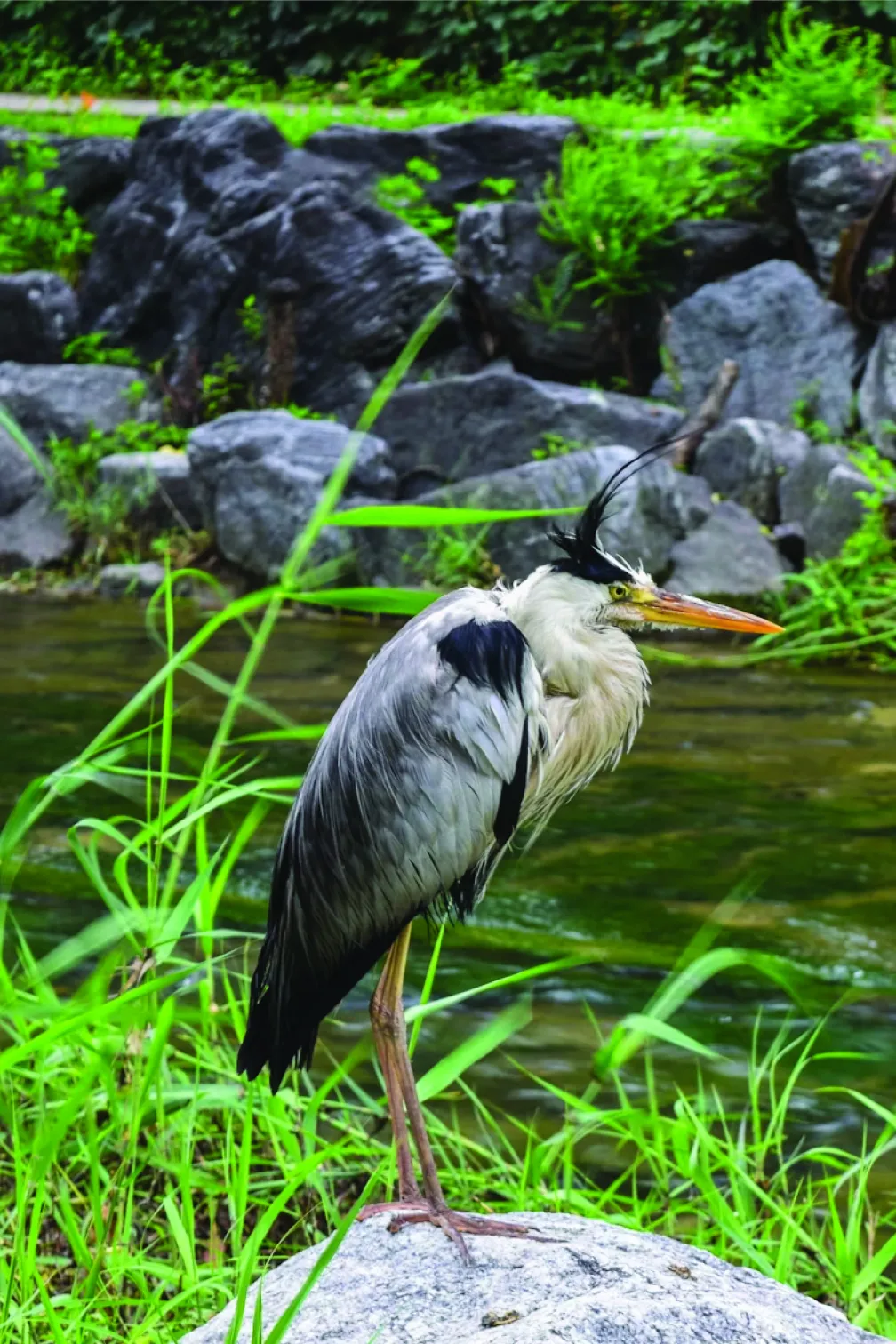 A grey heron standing on a rock in green grass by a calm stream with rocky banks.