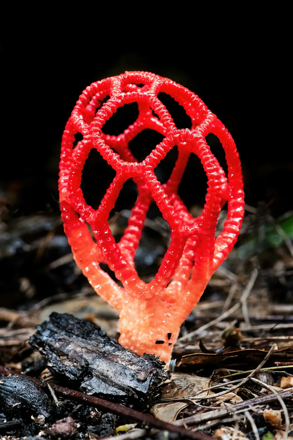 Red lattice-structured mushroom growing on forest floor.