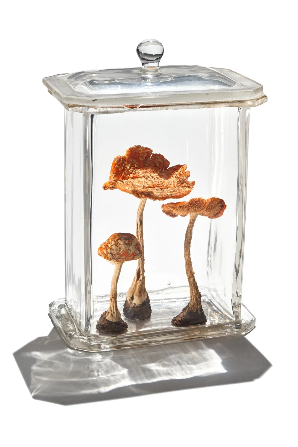 Four dried mushrooms displayed upright inside a clear rectangular glass jar with a glass lid.