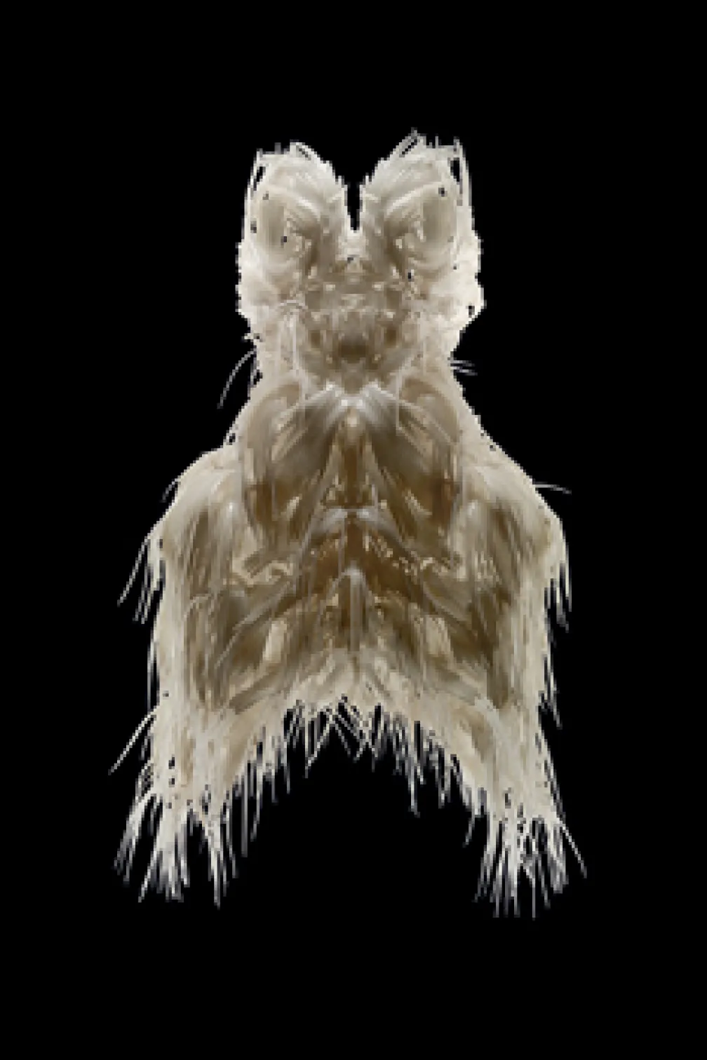 A symmetrical, white, textured object or artifact with fringe-like extensions on a black background.