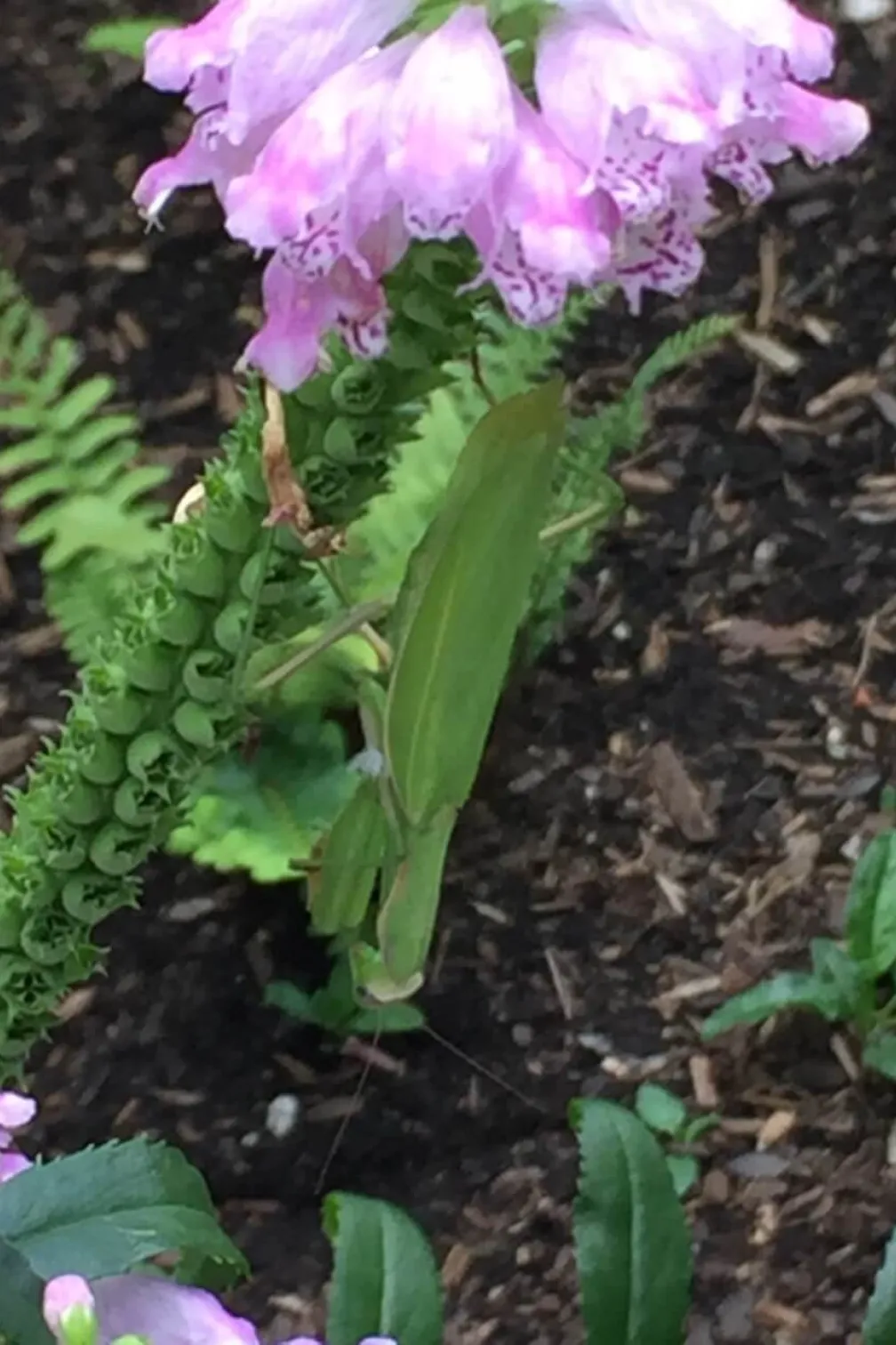 Mante européenne sur une plante obéissante.