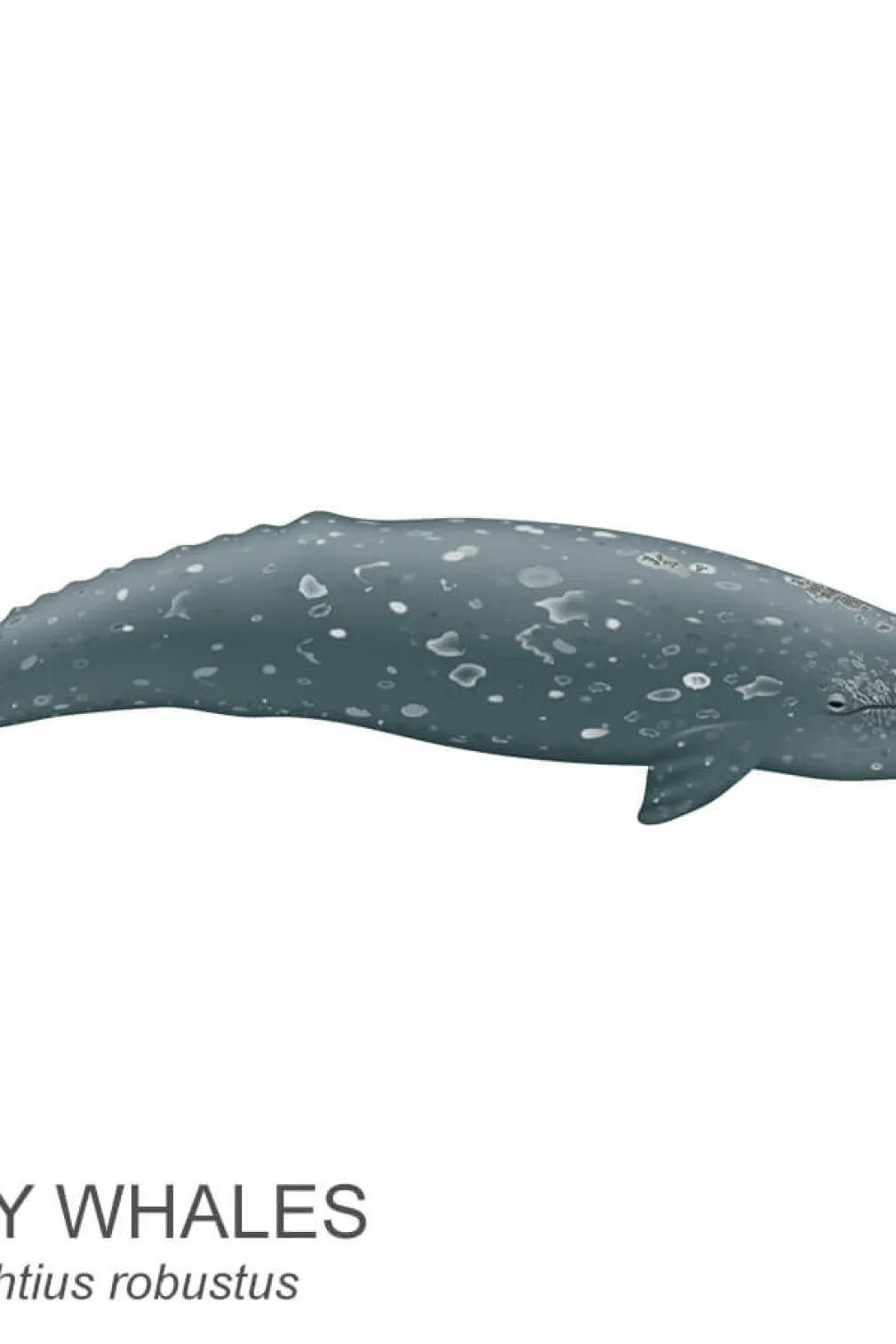 Grey whale.