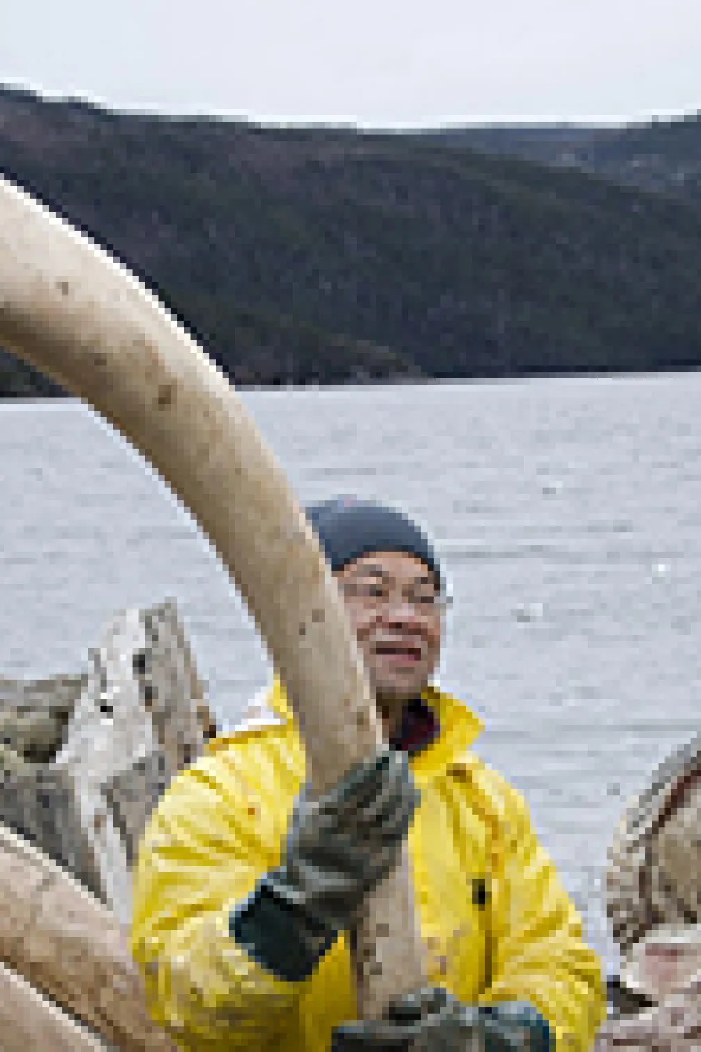 Cut in whale flesh
