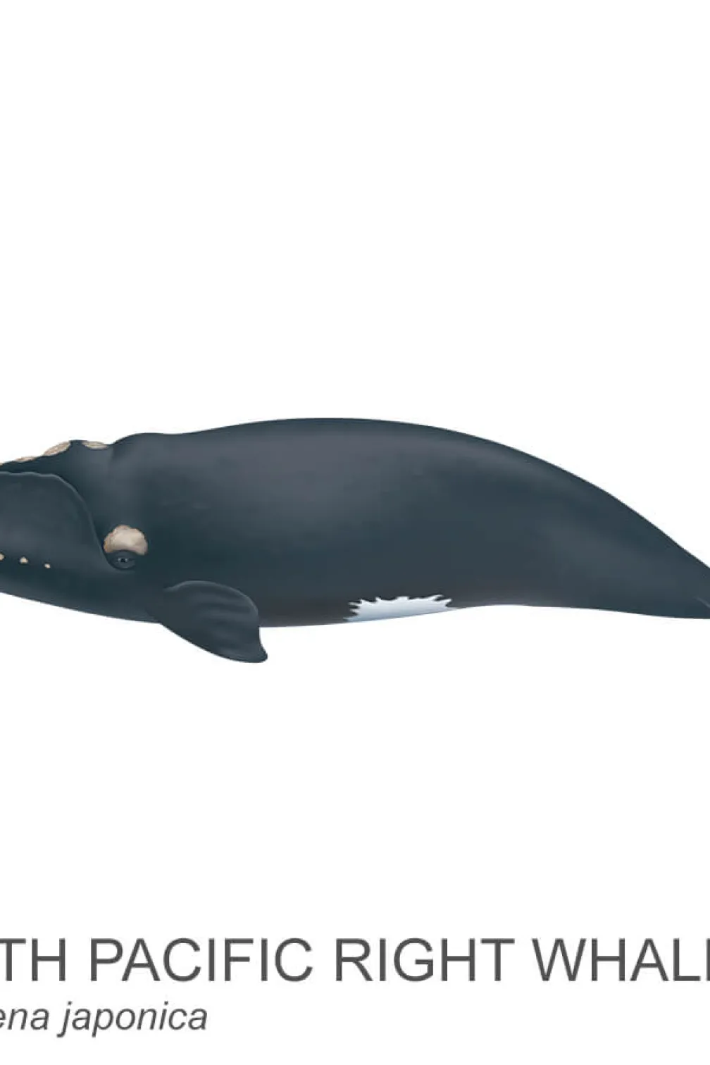 North Pacific right whale.