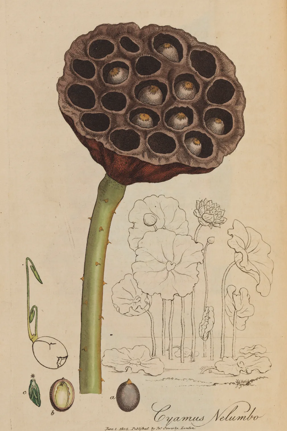 Lotus sacré.