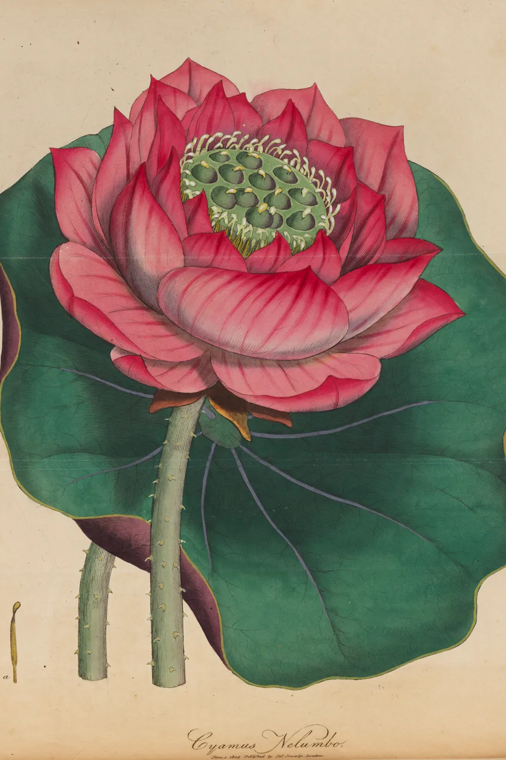 Lotus sacré.