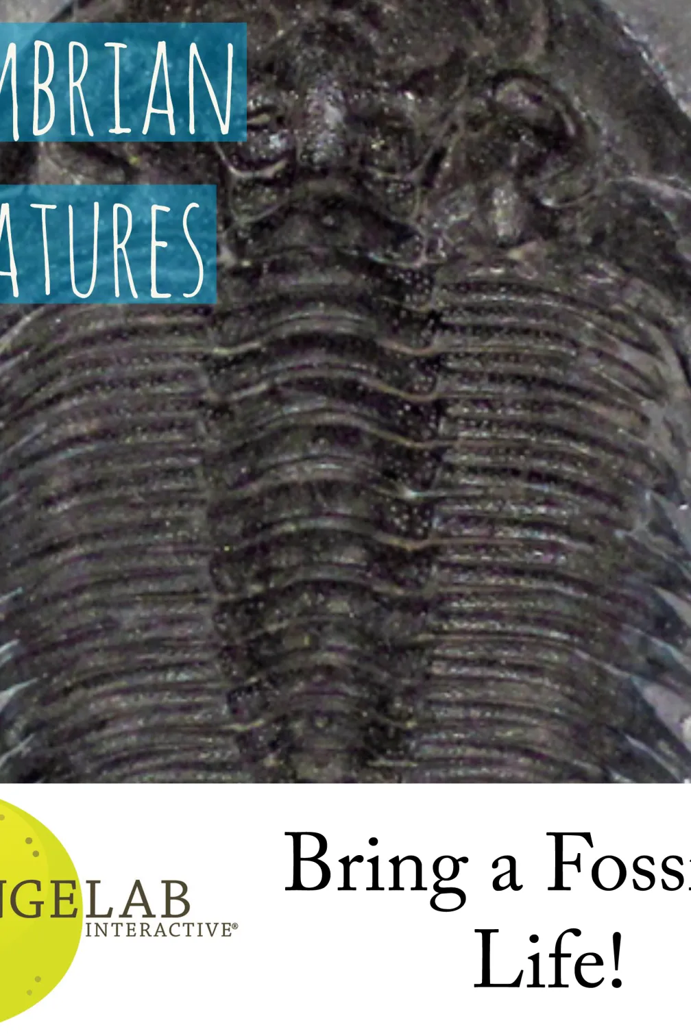a picture of a trilobite with the title "Cambrian Creatures"
