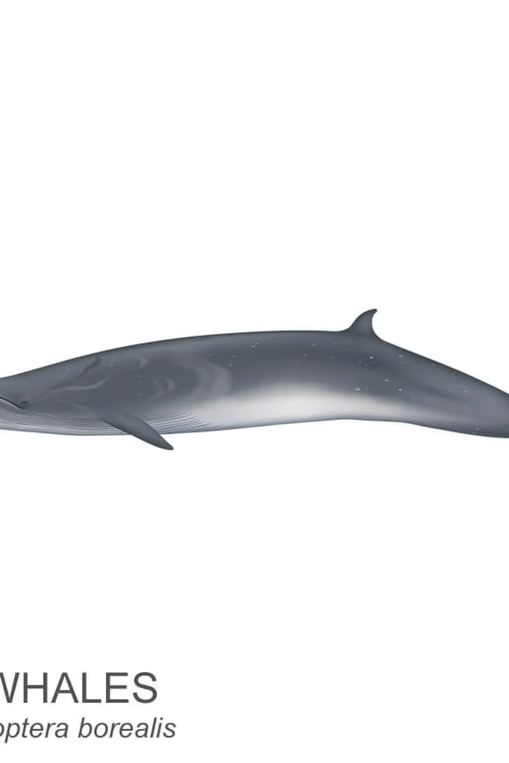 Sei whale.