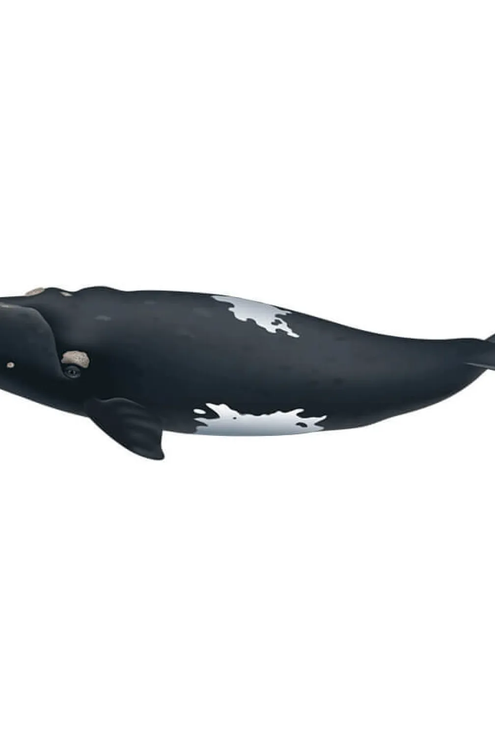 Southern right whale.