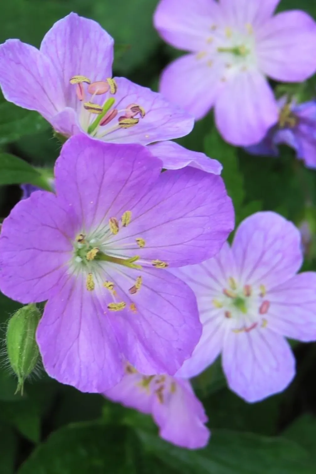 Détail d'un géranium sauvage.