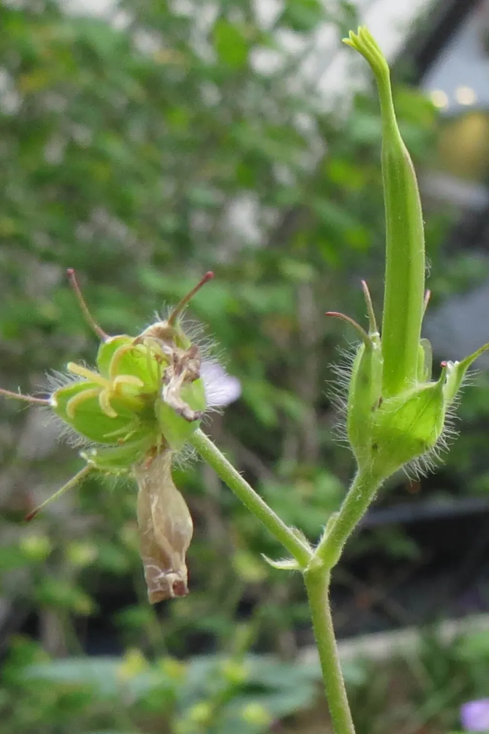 Détail du fruit étroit, avec un bourgeon visible sur la fleur.