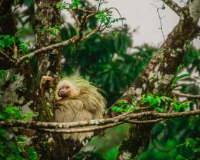 A small sloth clings to a tree branch surrounded by lush green leaves.
