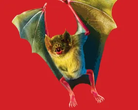 A bat flying and behind it is a red background.