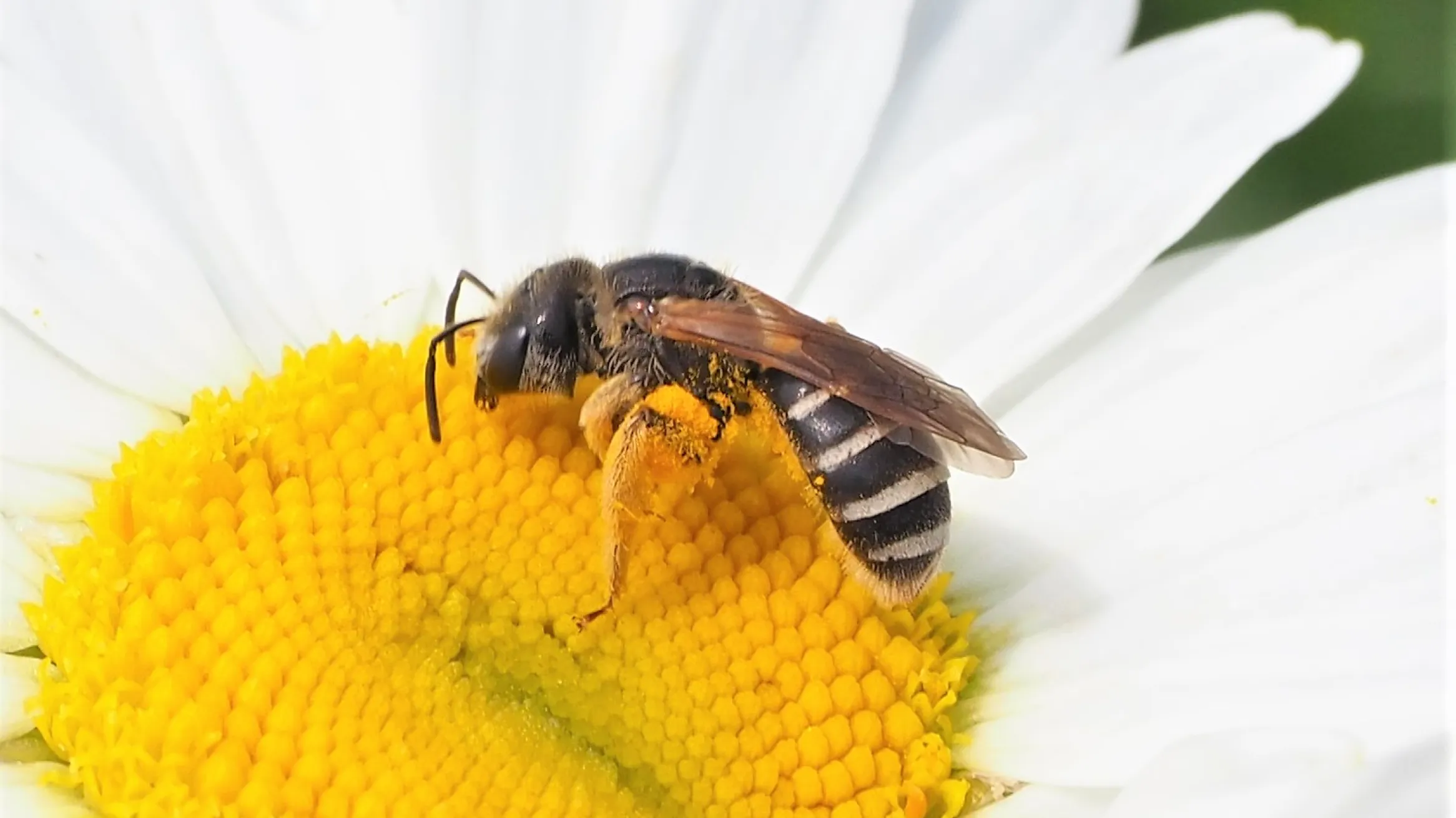 Bee on flower.